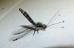 Pilacmonotus sabulosus