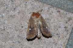 Athetis lineosella