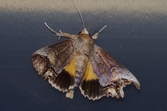 Hypocala biarcuata