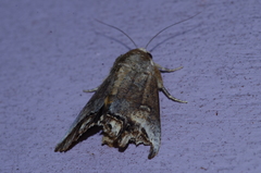 Hypocala biarcuata