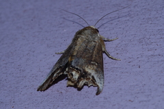 Hypocala biarcuata