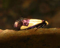 Edosa irruptella