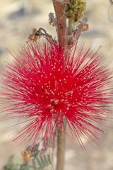 Calliandra dysantha