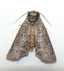Discophlebia celaena