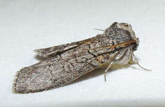 Discophlebia celaena