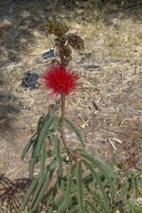 Calliandra dysantha
