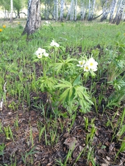 Anemonastrum crinitum