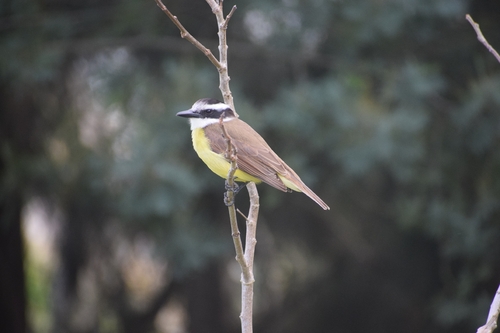 Great Kiskadee