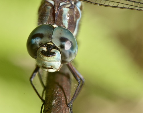 Canada Darner photo 5
