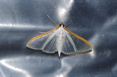 Palpita nigropunctalis