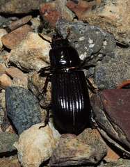 Aulacocyclus edentulus