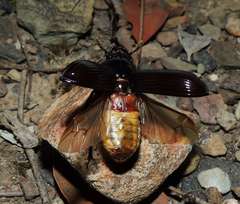Aulacocyclus edentulus