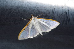 Palpita nigropunctalis