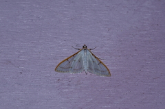 Palpita nigropunctalis