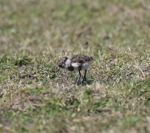 Southern Lapwing