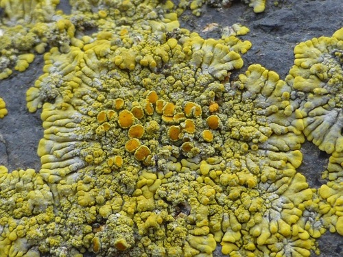 Ringed Firedot Lichen