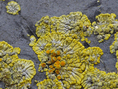 Polycauliona verruculifera