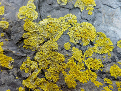 Polycauliona verruculifera