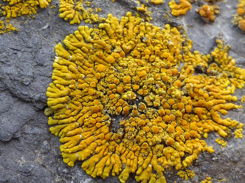 Ringed Firedot Lichen