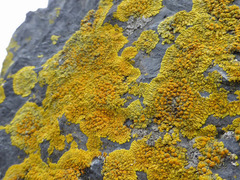 Polycauliona verruculifera