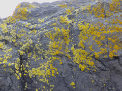 Polycauliona verruculifera