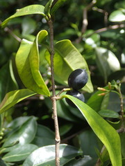 Alyxia stellata