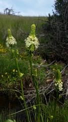 Toxicoscordion venenosum venenosum