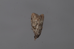 Nola thyrophora