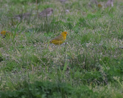 Saffron Finch
