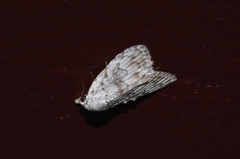 Nola thyrophora