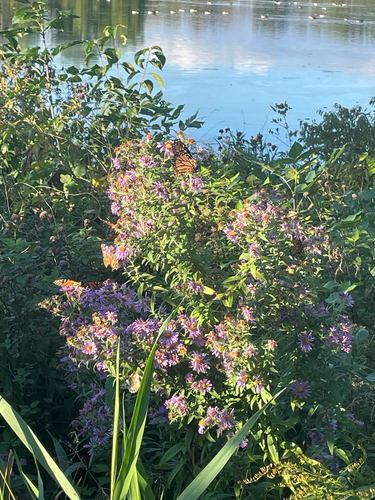 Monarch