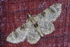 Gymnoscelis admixtaria