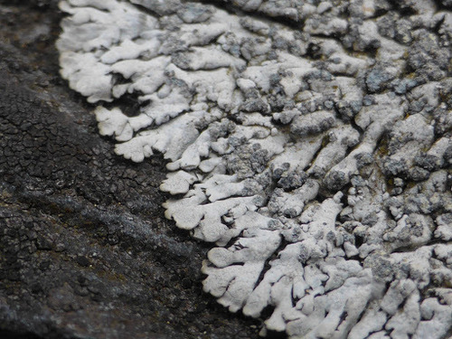 Blue-gray Rosette Lichen
