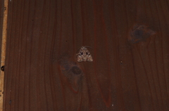 Feliniopsis indistans