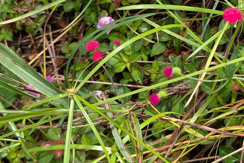 Cyperus aromaticus observed 2026-08-25