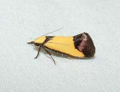 Crepidosceles timalphes