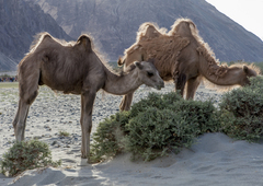 Camelus bactrianus