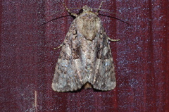 Feliniopsis indistans