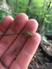 Carex pensylvanica