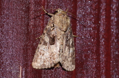 Feliniopsis indistans