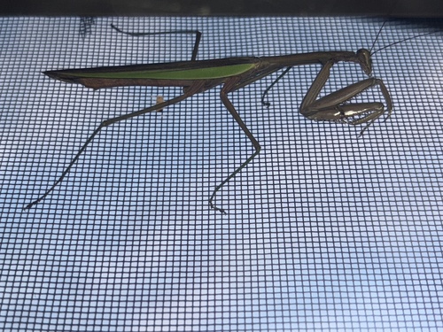 Chinese Mantis