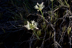 Allium lacunosum