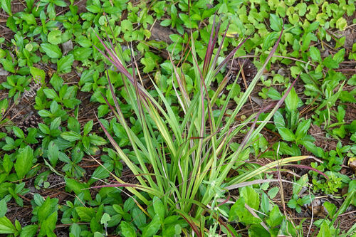 Hyparrhenia rufa observed 2026-08-25