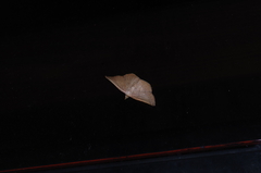 Plesiomorpha punctilinearia