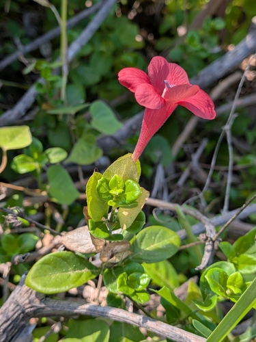Barleria repens observed 2026-09-28