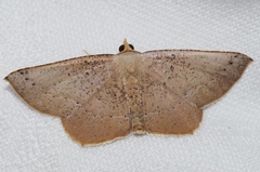 Plesiomorpha punctilinearia