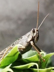 Schistocerca