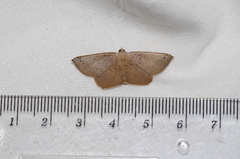 Plesiomorpha punctilinearia