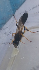 Sceliphron destillatorium