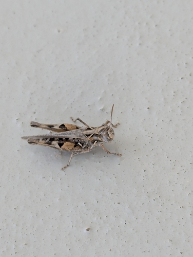 Texas Range Grasshopper
